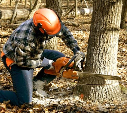 Tree Removal in Villanova, PA